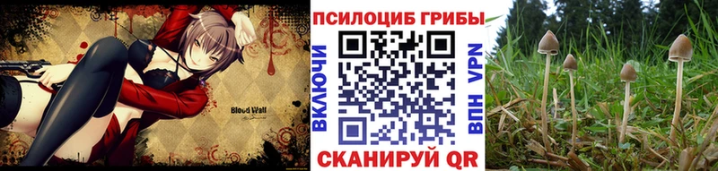 KRAKEN как войти  Яровое  Галлюциногенные грибы MAGIC MUSHROOMS 